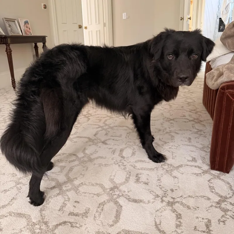 HarryBruno