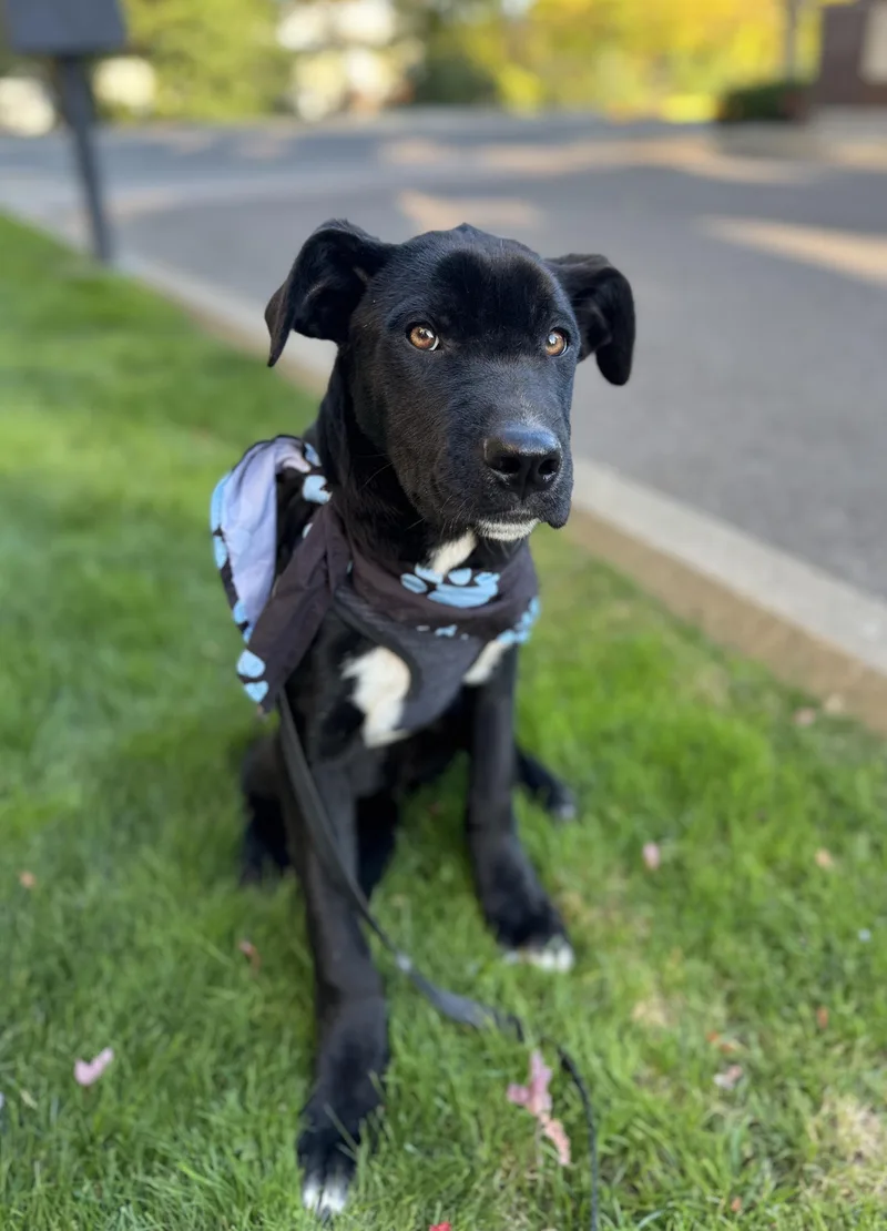 A baby medium-sized male Black Labrador Retriever dog named Dash for adoption in lynnwood , WA