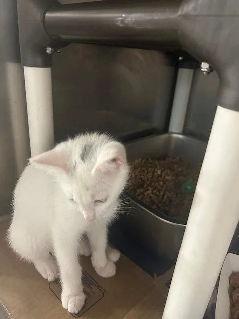 A baby medium-sized male White Domestic Short Hair cat named Snowman for adoption in Herndon, VA