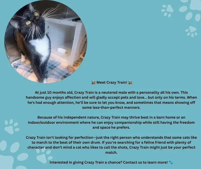 A young medium-sized male Black Domestic Short Hair cat named Crazy Train for adoption in Newland, NC