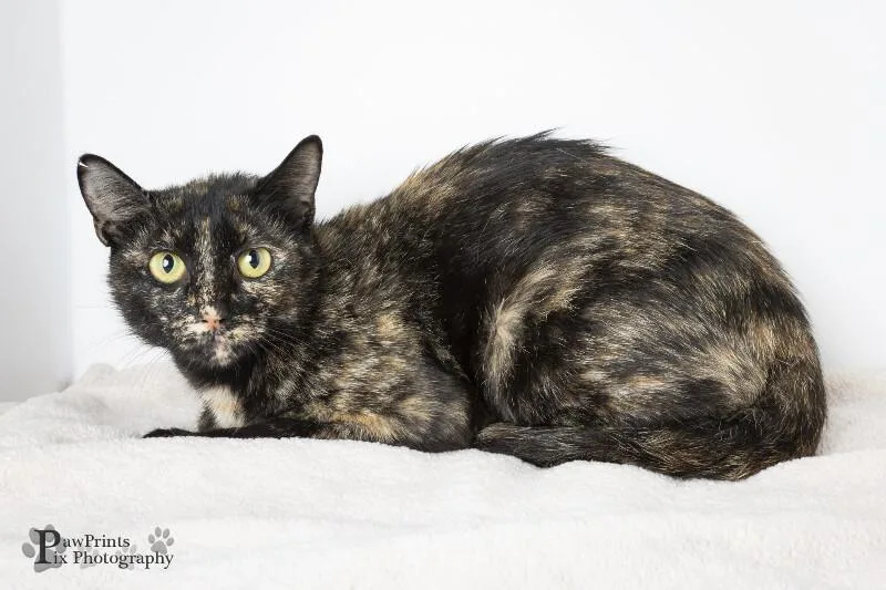 An adult medium-sized female Tortoiseshell Domestic Short Hair cat named Pricilla for adoption in Maryville, TN