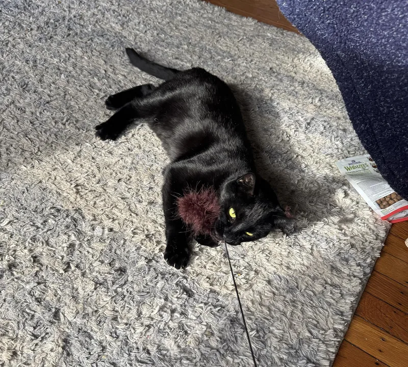 Magpie Larchwood thumbnail 2