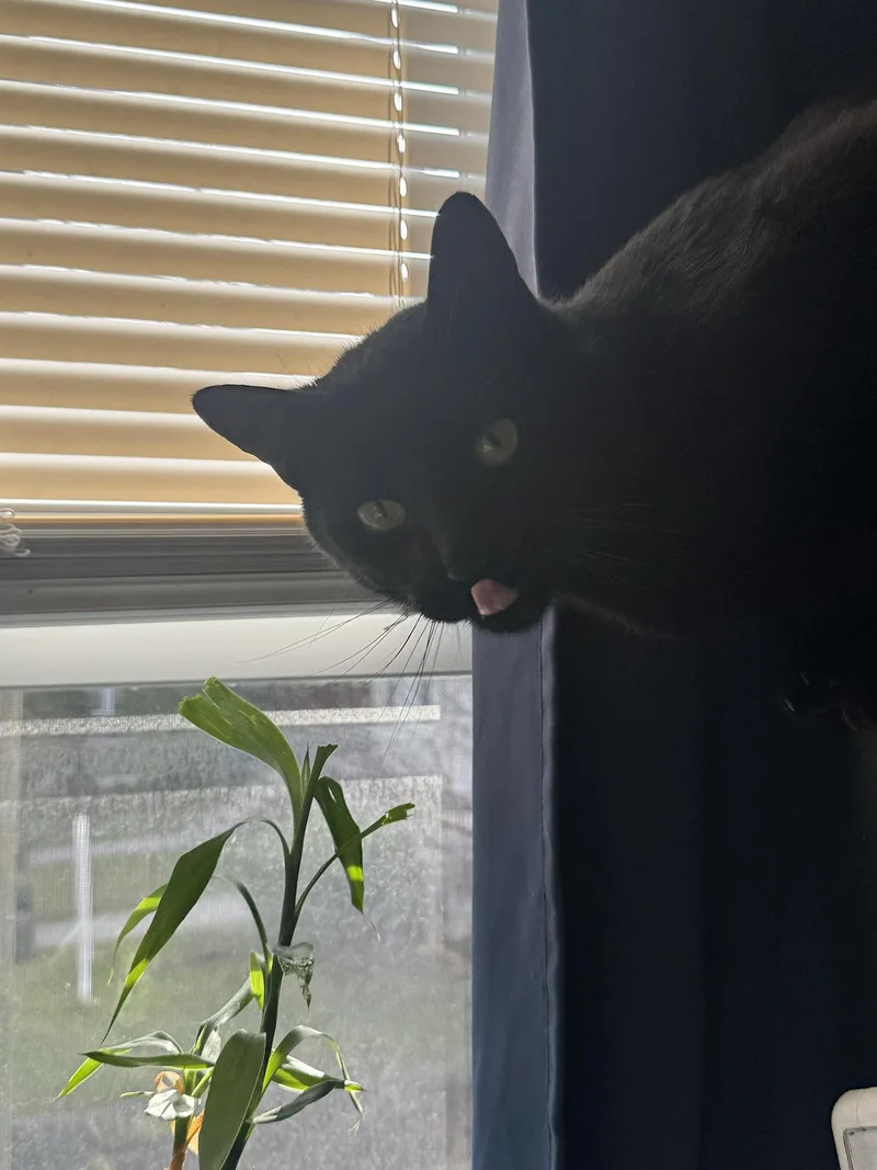 Magpie Larchwood thumbnail 3