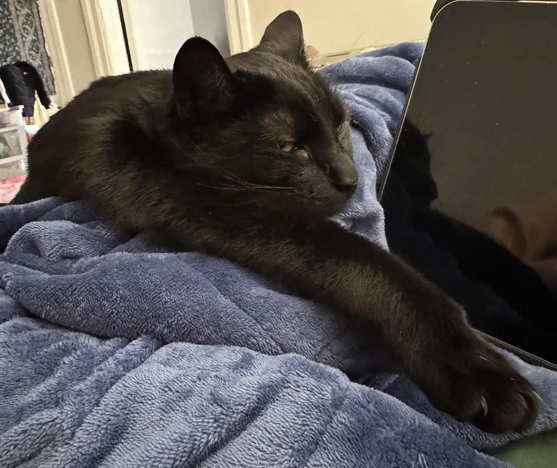 Magpie Larchwood thumbnail 4