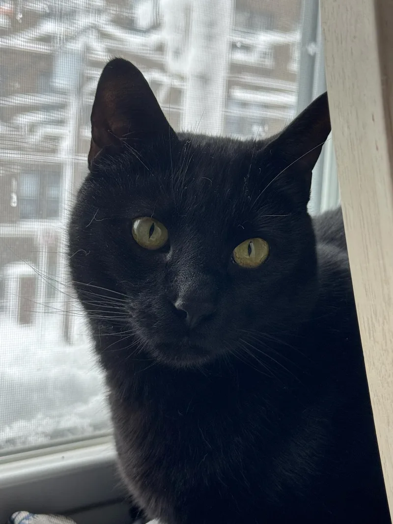 Magpie Larchwood thumbnail 5