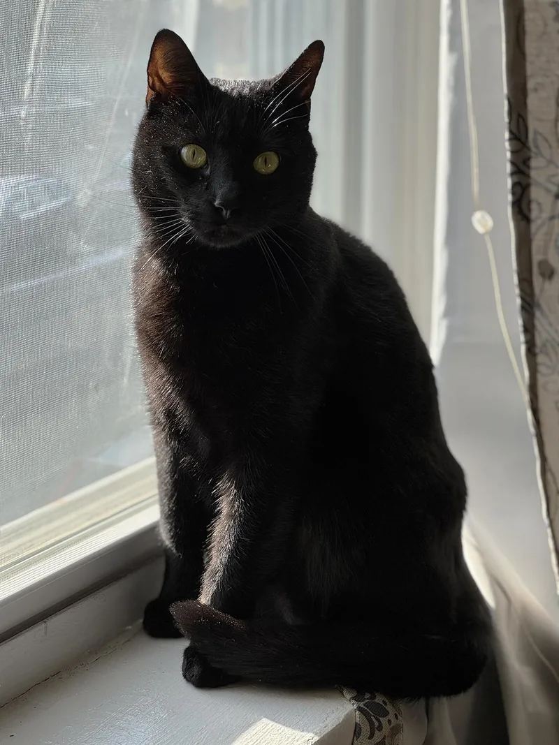 An adult medium-sized male Black Domestic Short Hair cat named Magpie Larchwood for adoption in Philadelphia, PA