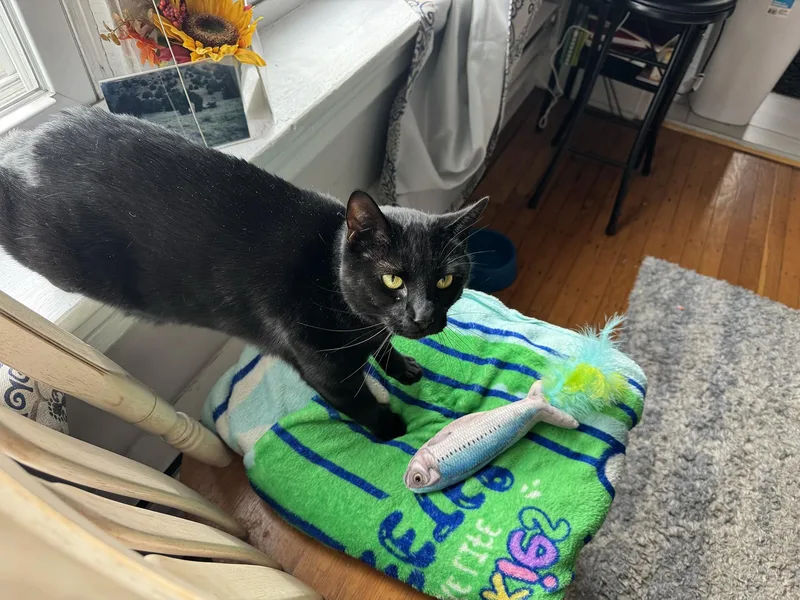 Magpie Larchwood thumbnail 6