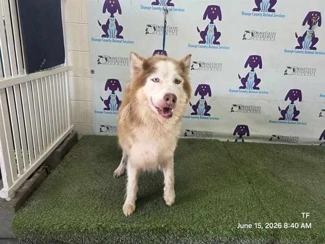 Diggie