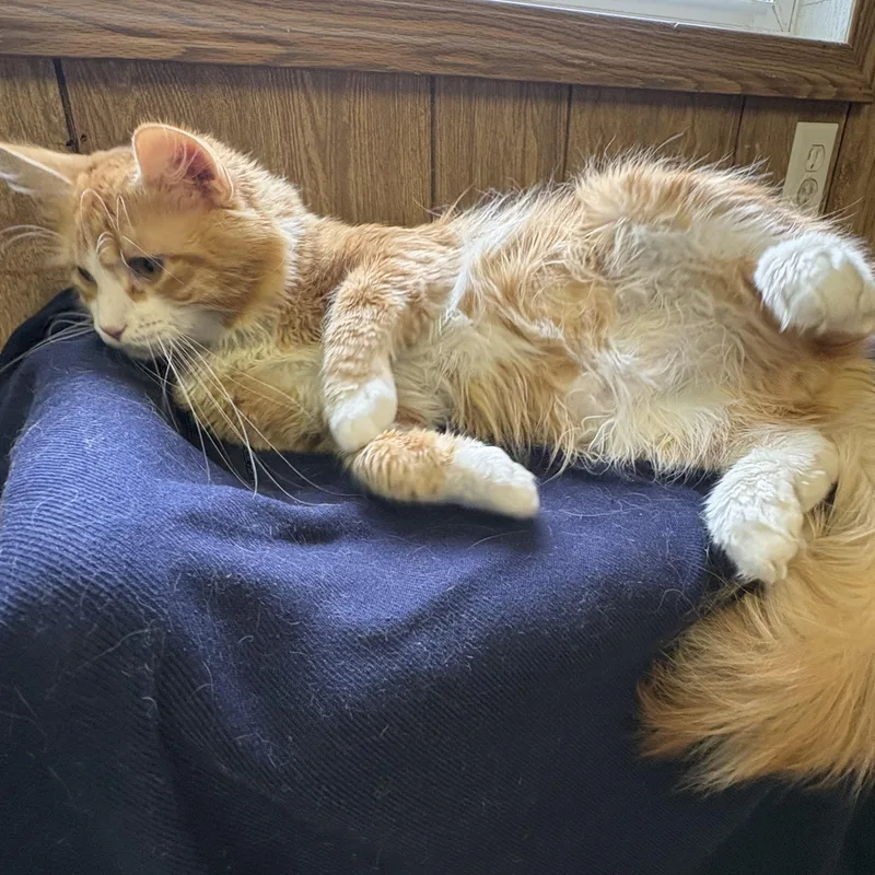 An adult medium-sized male Orange & White Domestic Short Hair cat named Roadie for adoption in Linden, NJ