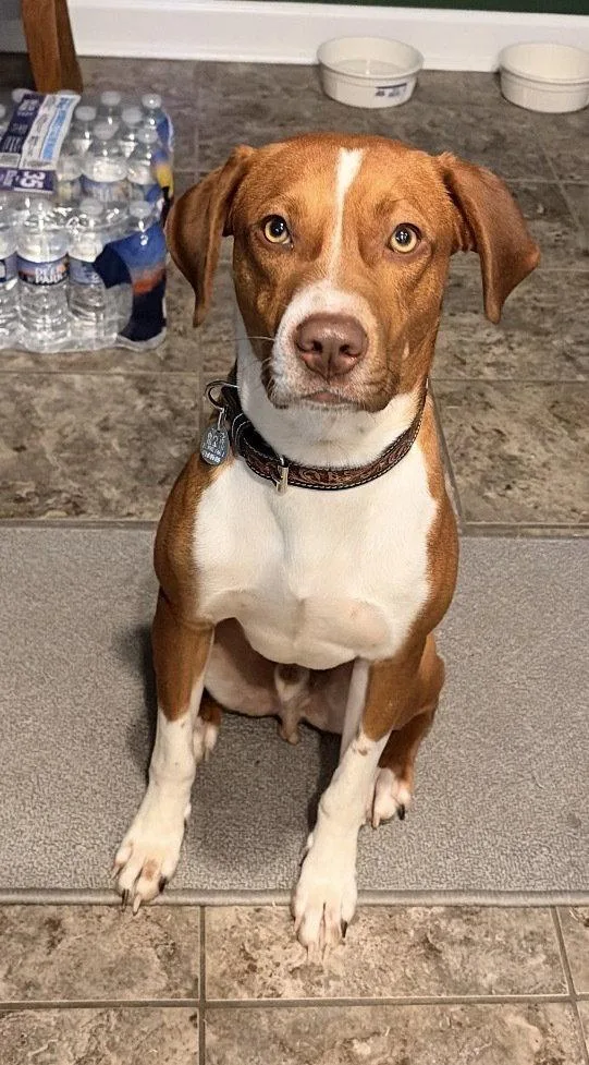 Royal Cp thumbnail 2