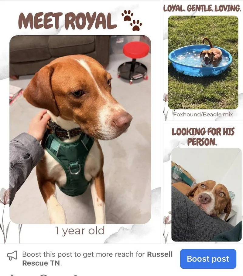 Royal Cp thumbnail 3