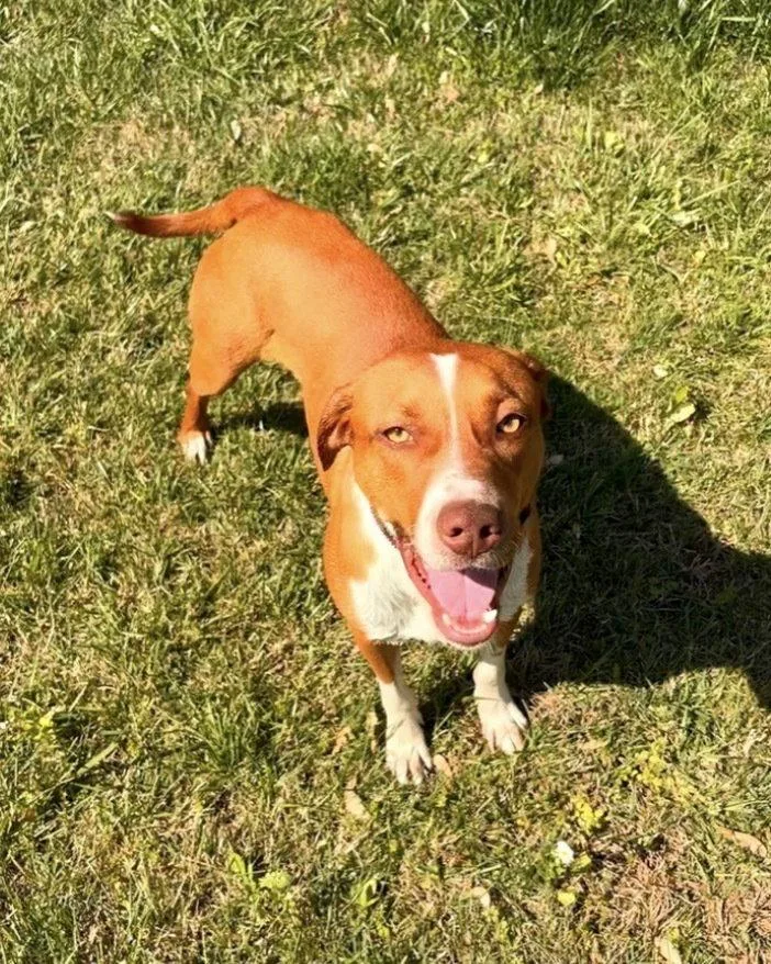 A young medium-sized male Foxhound dog named Royal Cp for adoption in Columbia, TN