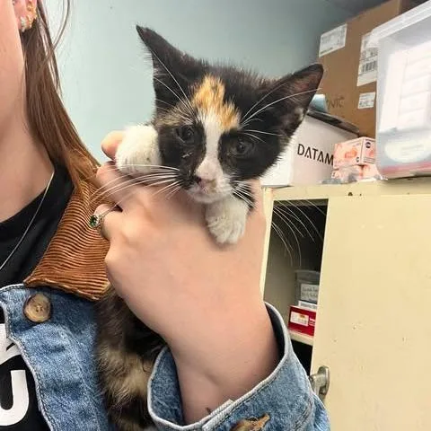 A baby small-sized female Calico Domestic Short Hair cat named Peanut for adoption in Edwardsville, IL
