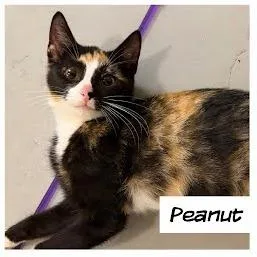 Peanut thumbnail 2
