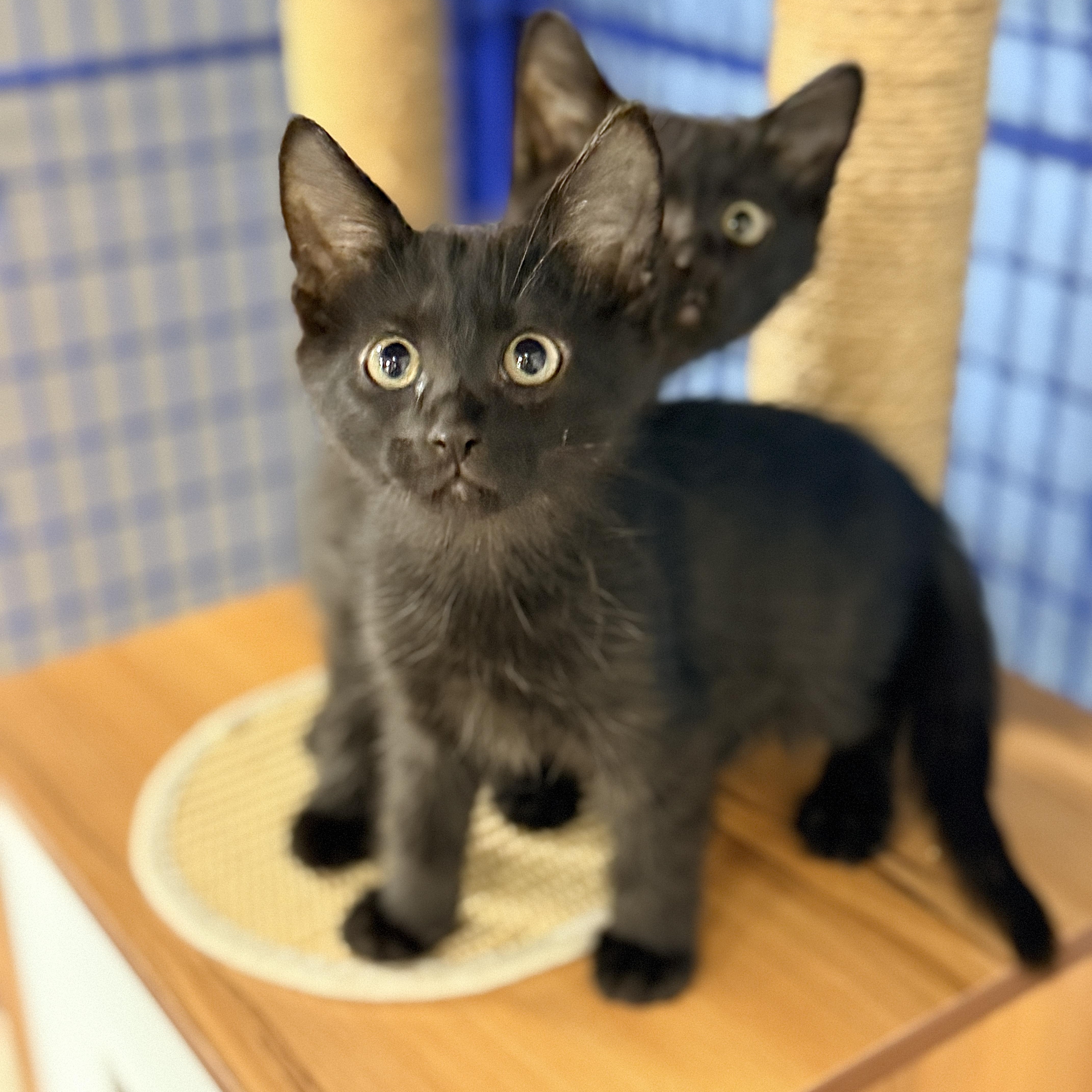A baby medium-sized male Black Domestic Short Hair cat named Pine for adoption in Collierville, TN
