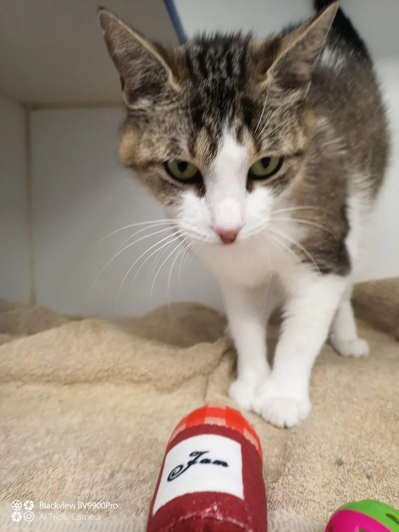 A young medium-sized female Domestic Short Hair cat named Madeline Years Old for adoption in Sterling, MA