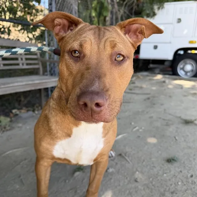 A young small-sized female Bull Terrier dog named Bonbon for adoption in Long Beach, CA