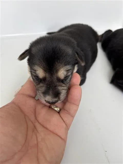 A baby small-sized female German Pinscher dog named A for adoption in Houston, TX