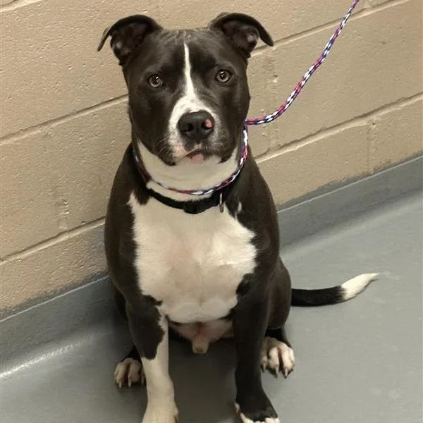 A young large-sized male Gray / Blue / Silver Pit Bull Terrier dog named Apollo for adoption in Tacoma, WA