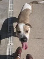 An adult medium-sized female White / Cream Pit Bull Terrier dog named Hera for adoption in Moline, IL