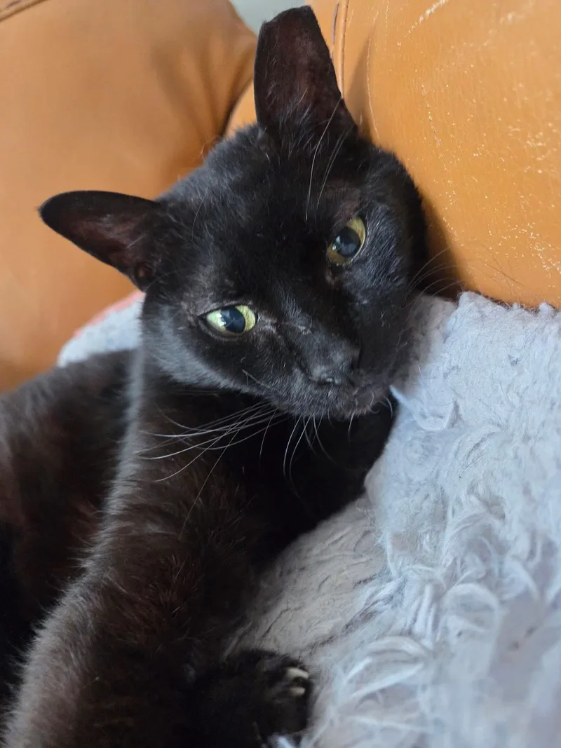 A senior medium-sized male Black Domestic Short Hair cat named Doodle for adoption in Fort Oglethorpe, GA