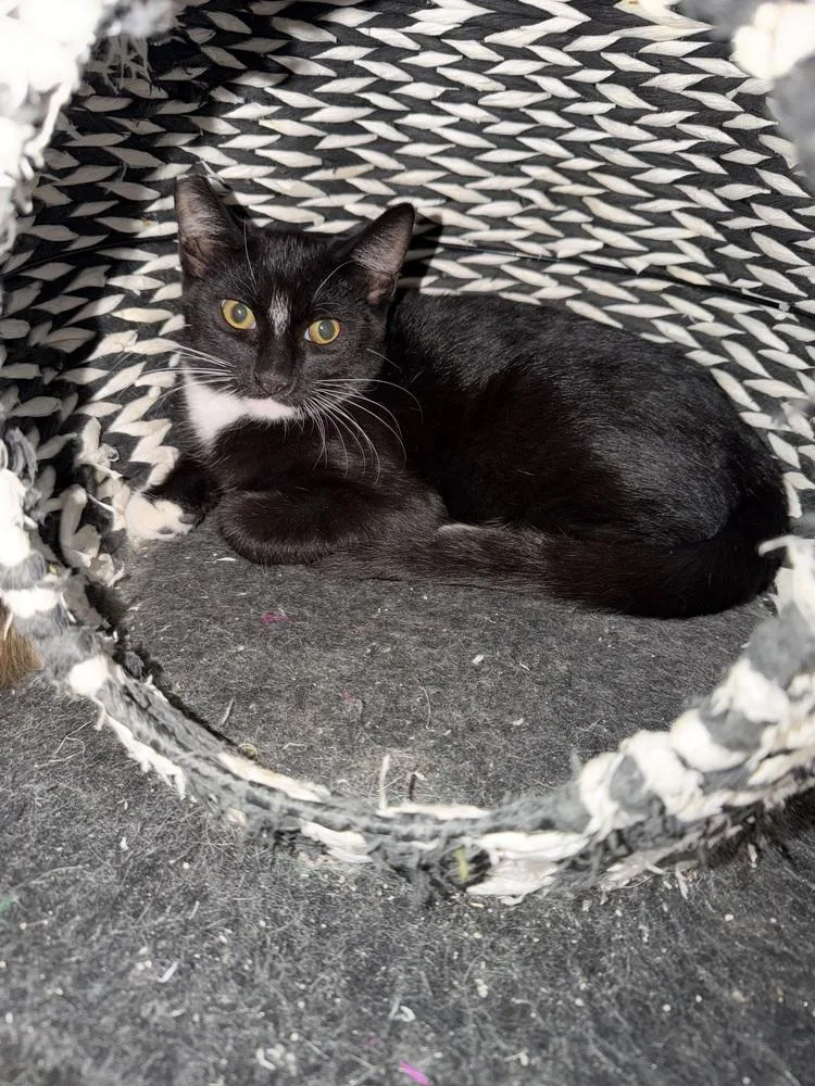 A young small-sized male Black & White / Tuxedo Domestic Short Hair cat named Milo for adoption in Ontario, CA