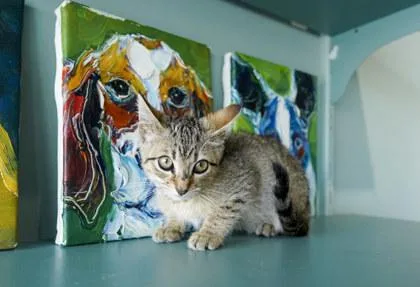 A baby small-sized female Domestic Short Hair cat named Duchess for adoption in San Antonio, TX