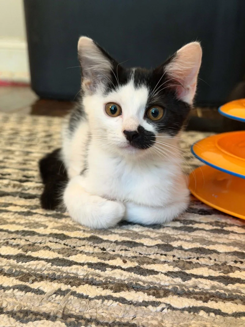 A baby small-sized female Black & White / Tuxedo Domestic Short Hair cat named Gidget C Austin for adoption in Saunderstown, RI