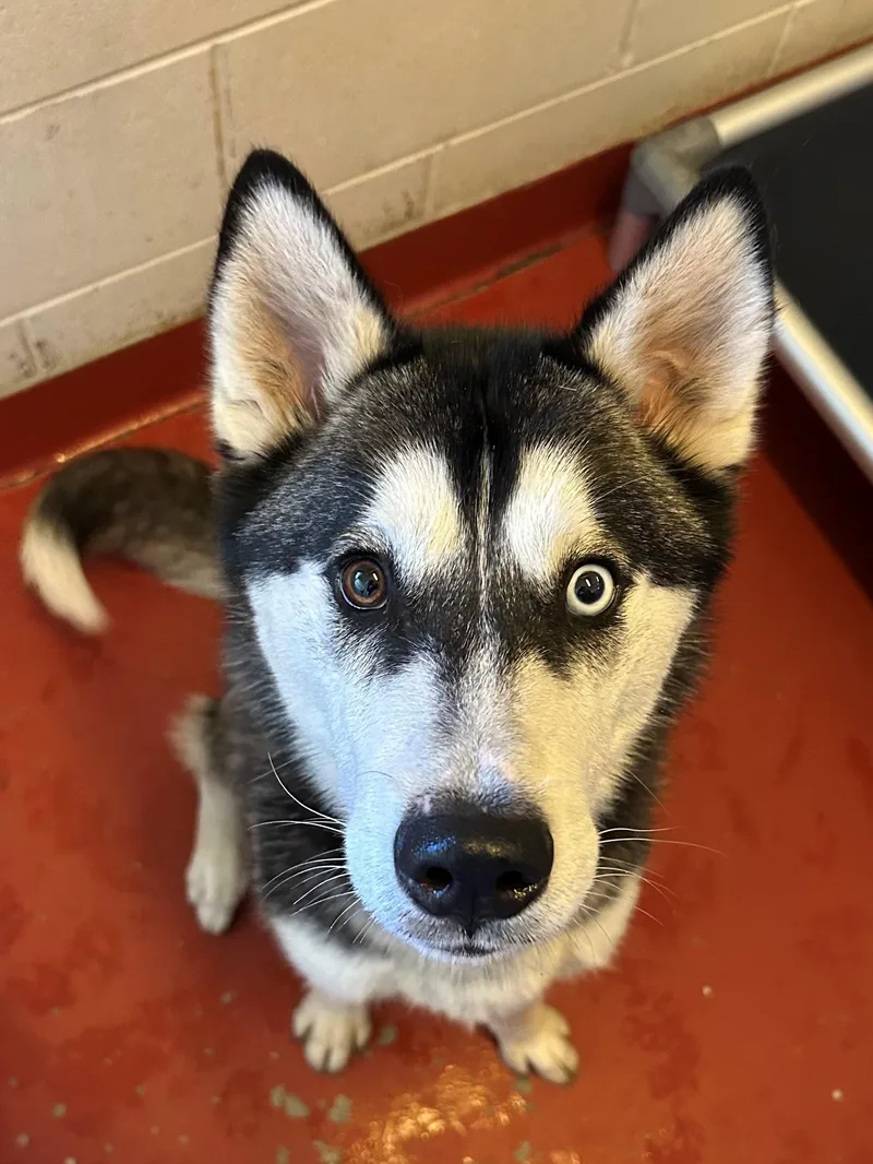 An adult large-sized male Gray / Blue / Silver Husky dog named Denmark for adoption in Mason City, IA