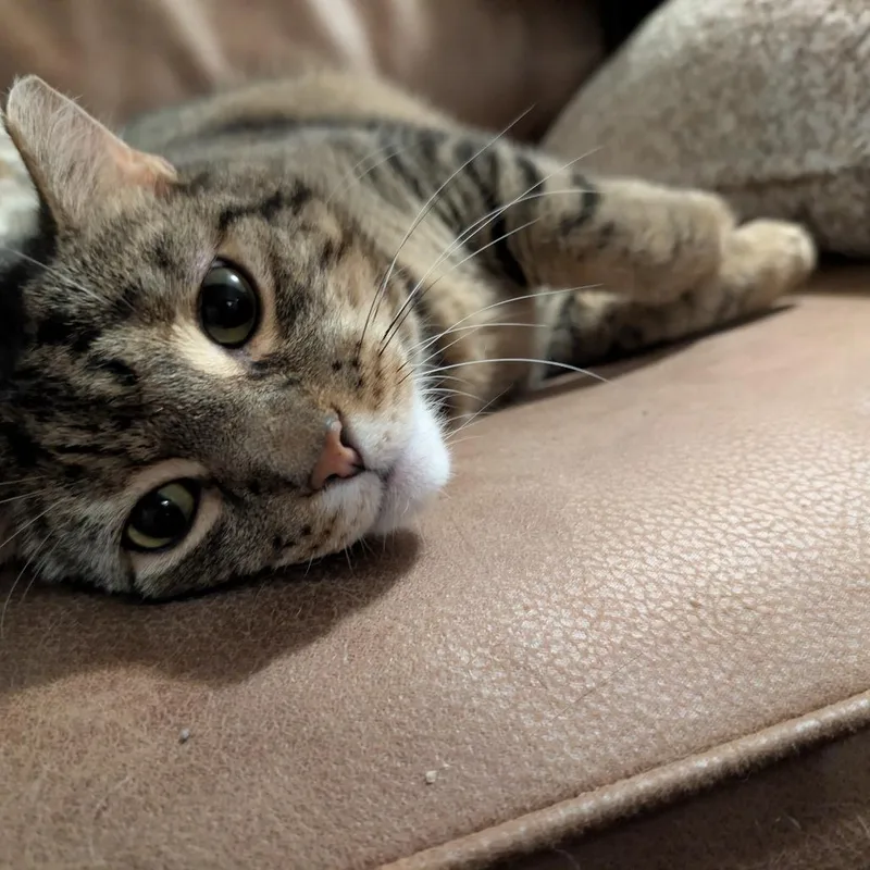Tiger thumbnail 2