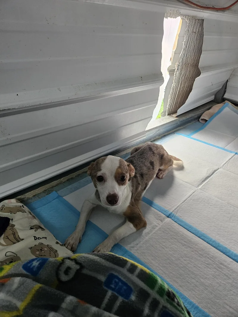 A young small-sized male Chihuahua dog named Matt for adoption in Tracy City , TN