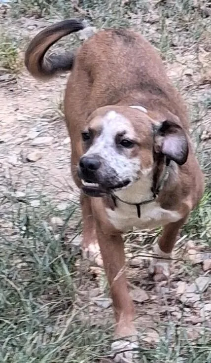 An adult medium-sized female Tricolor (Brown, Black, & White) Mixed Breed dog named Misha for adoption in Boston, MA