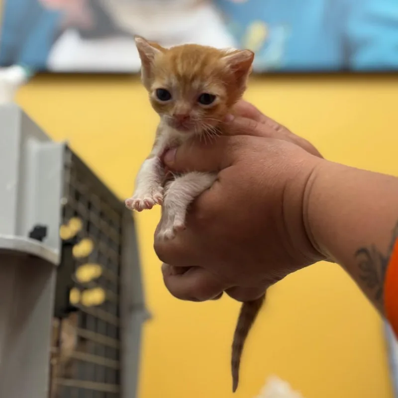 A baby small-sized male Orange / Red Domestic Short Hair cat named Rusty for adoption in Nashville, IN