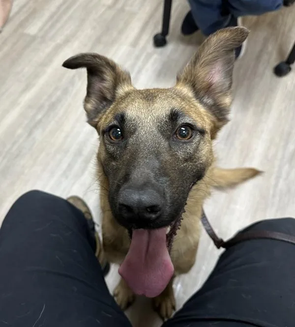 An adult medium-sized male German Shepherd Dog dog named Maui for adoption in Oceanside, CA
