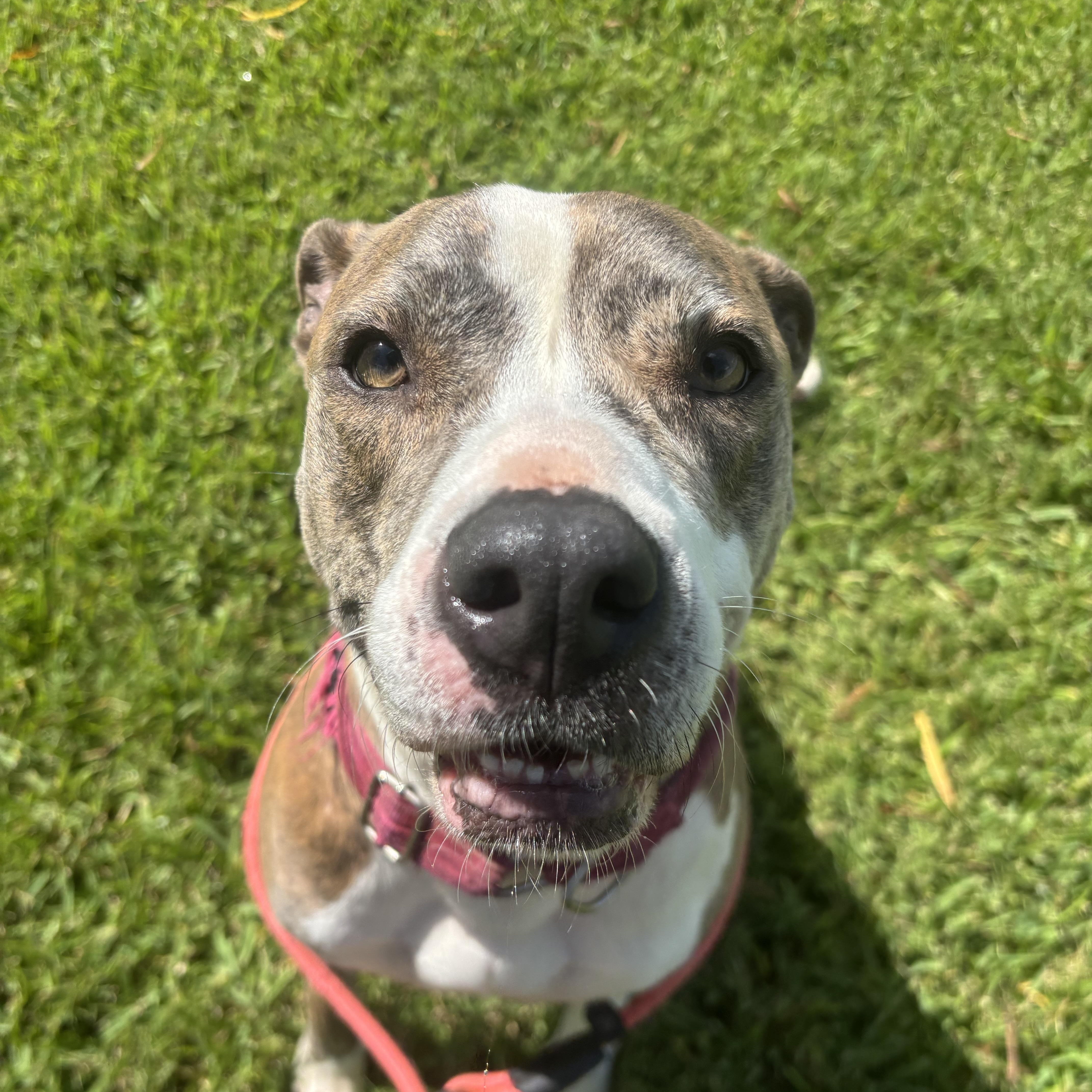A young medium-sized female Pit Bull Terrier dog named Mommma for adoption in Pearland, TX