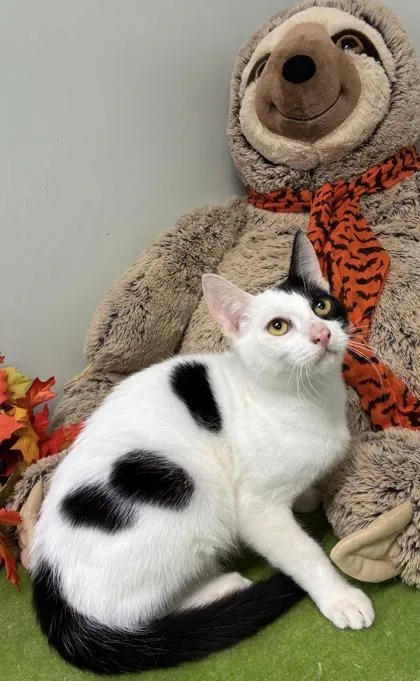 A baby medium-sized male Domestic Short Hair cat named Patches for adoption in Picayune, MS