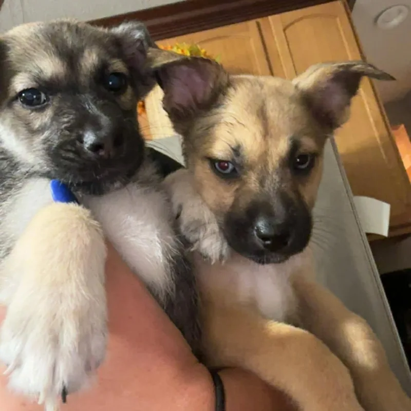 A baby medium-sized female Sable Shepherd dog named Peanut for adoption in Brockport, NY
