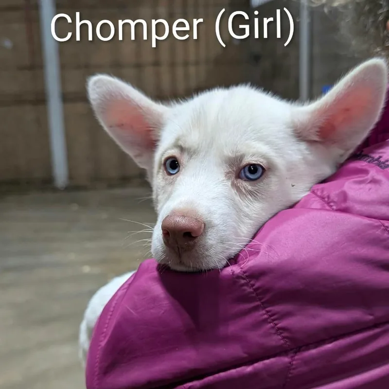Chomper thumbnail 2