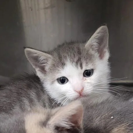 A baby small-sized male Domestic Short Hair cat named A for adoption in Los Angeles, CA