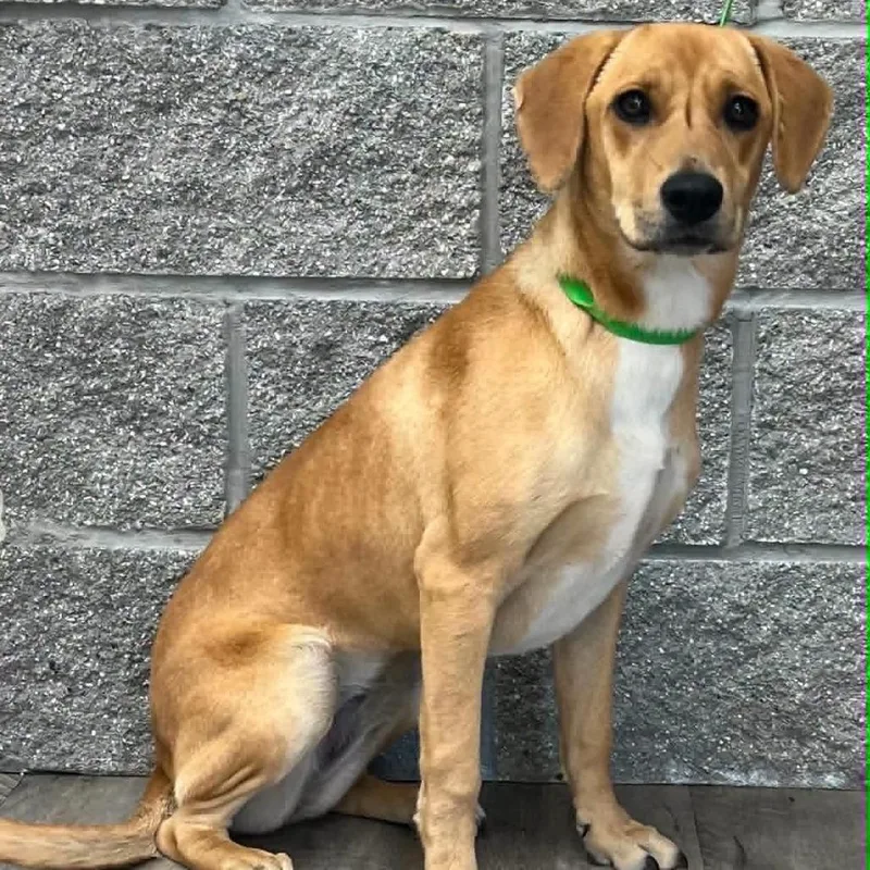 A young medium-sized female Black Mouth Cur dog named Mindy for adoption in Wadena, MN