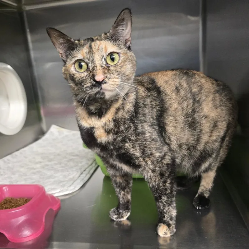 A young large-sized female Black Domestic Short Hair cat named Tara for adoption in Spokane, WA