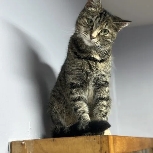 An adult medium-sized female Torbie Domestic Short Hair cat named Tipperary Pub for adoption in Tipp City, OH
