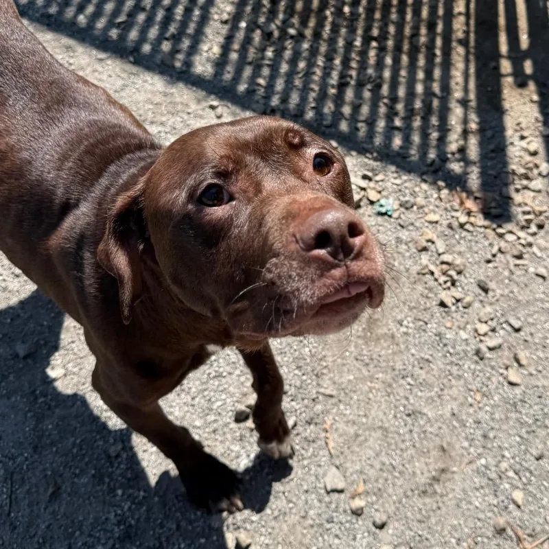 A young medium-sized female Brown / Chocolate Pit Bull Terrier dog named Caramel Vanilla for adoption in Martinsville, VA
