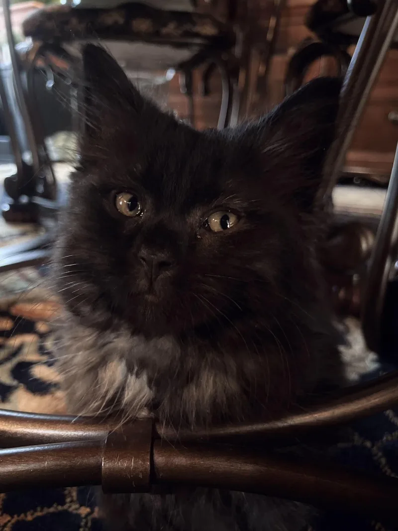 A young large-sized female Maine Coon cat named Tessa for adoption in Inez, KY