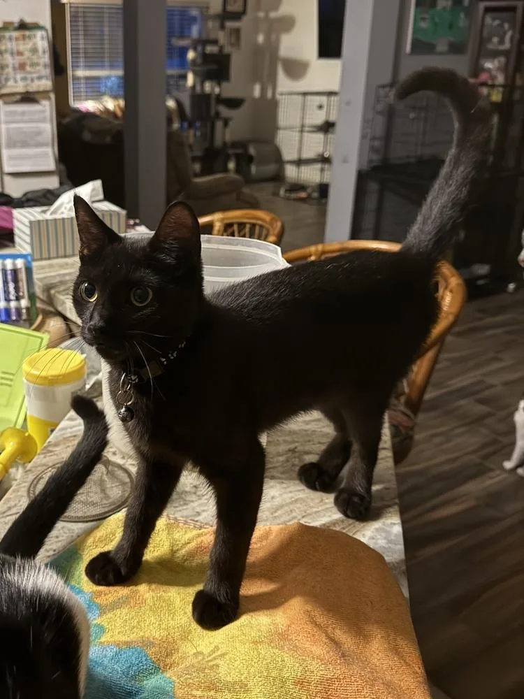 A baby small-sized female Black American Shorthair cat named Neo for adoption in Deland, FL