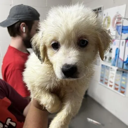 A baby large-sized female Australian Shepherd dog named Marley for adoption in Morton Grove, IL