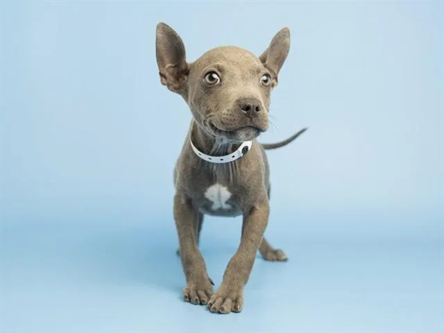 A baby small-sized male American Staffordshire Terrier dog named Alvin for adoption in Phoenix, AZ