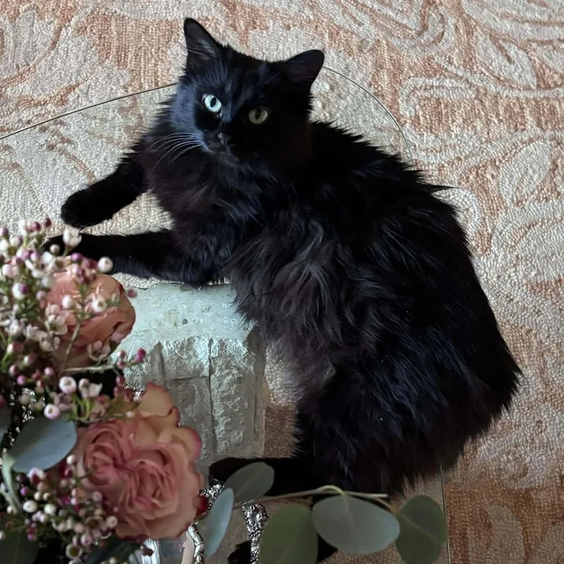 A baby large-sized female Domestic Long Hair cat named Misa for adoption in Chicago, IL
