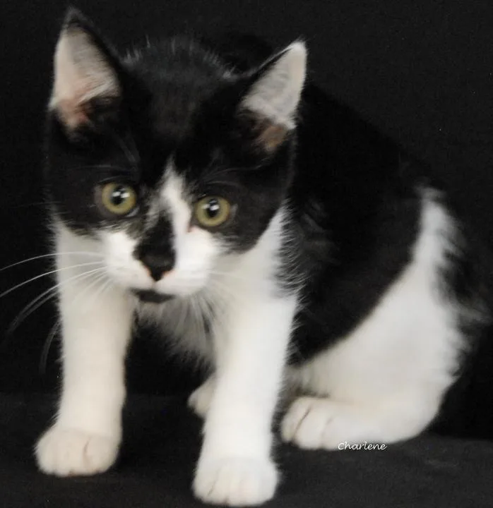 A baby medium-sized female Black & White / Tuxedo Domestic Short Hair cat named Lemon Drop for adoption in Newland, NC
