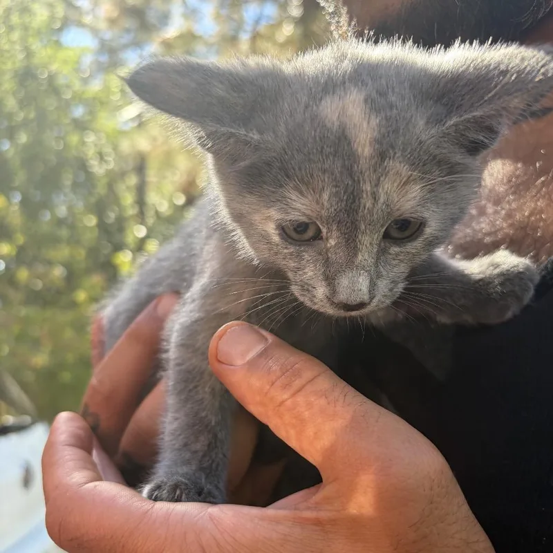 A baby small-sized female Tortoiseshell Domestic Short Hair cat named Sparrow for adoption in Long Beach, CA